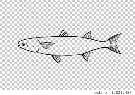 Mullet illustration in a field guide style; saltwater fish; edible fish; vector; brush pen line drawing; landscape orientation; educational material. Mullet illustration in a field guide style; saltwater fish; edible fish; vector; brush pen line drawing; landscape orientation; educational material. 138211487