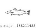 シロギスのイラスト 海水魚 釣り魚 ベクター 筆ペン線画 138211488
