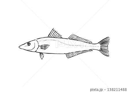 シロギスのイラスト 海水魚 釣り魚 ベクター 筆ペン線画 138211488