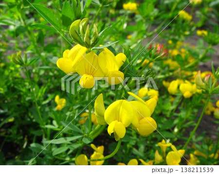 Vivid And Bright Florals Of Bird's-foot Trefoil  138211539