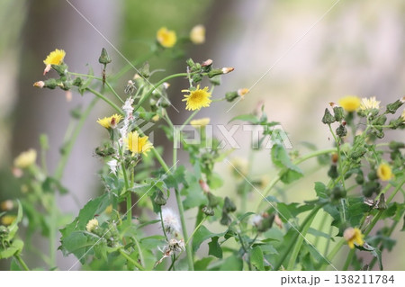 春の野原に咲くノゲシの花と綿毛 138211784