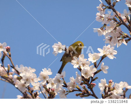 青空の下、桜の蜜を吸うメジロ 138211848
