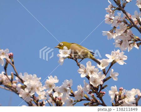 青空の下、桜の蜜を吸うメジロ 青空の下、桜の蜜を吸うメジロ 138211849