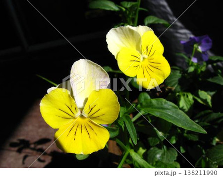 Pansy Faces Looking To The Sun 138211990