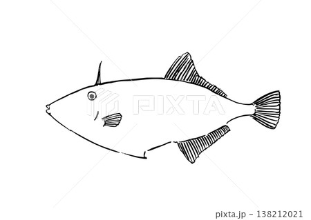 ウマヅラハギのイラスト 海水魚 ベクター 筆ペン線画 横向き 138212021