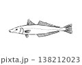 アオギスのイラスト 海水魚 希少種 ベクター 筆ペン線画 138212023