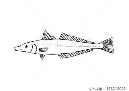 アオギスの図鑑風イラスト 海水魚 希少種 ベクター 筆ペン線画 教育素材 アオギスの図鑑風イラスト 海水魚 希少種 ベクター 筆ペン線画 教育素材 138212023