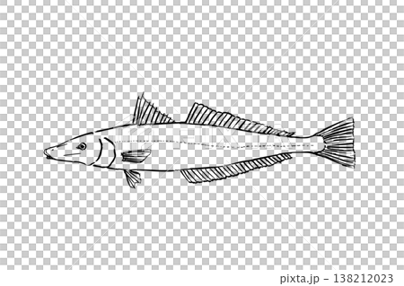 アオギスの図鑑風イラスト 海水魚 希少種 ベクター 筆ペン線画 教育素材 アオギスの図鑑風イラスト 海水魚 希少種 ベクター 筆ペン線画 教育素材 138212023