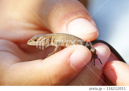 ニホンカナヘビ ニホンカナヘビ 138212051