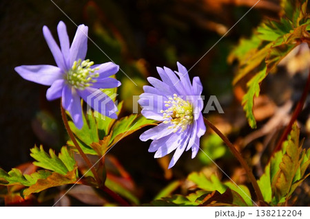 早春の青紫色の菊崎一毛の花 早春の青紫色の菊崎一毛の花 138212204