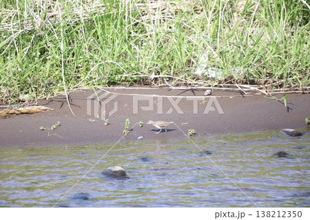 浅瀬を歩いているイソシギ 138212350