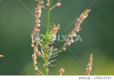 カラスノエンドウの茎や葉を移動するテントウムシ 138212353