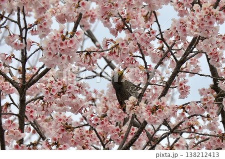 満開の桜とヒヨドリ　安行桜 138212413