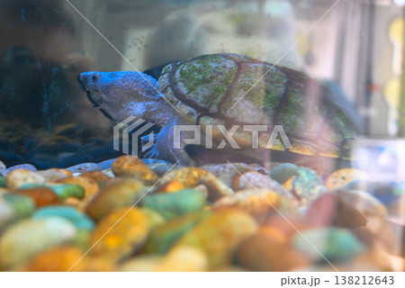 カブトニオイガメ 138212643