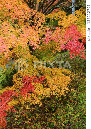 慧日寺の紅葉 慧日寺の紅葉 138212791