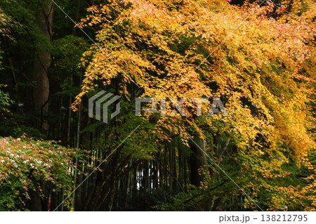 慧日寺の紅葉 138212795