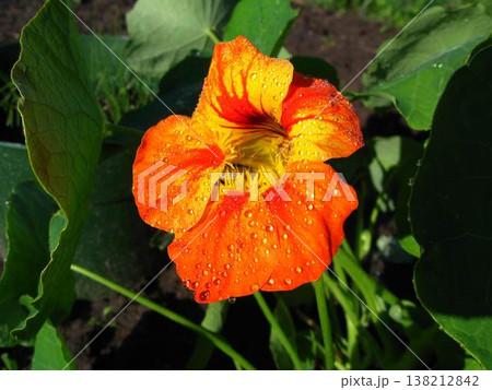 Fresh Orange And Yellow Nasturtium Flower 138212842