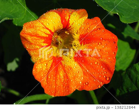 Nasturtium Awash With Dew And Radiant Color 138212844