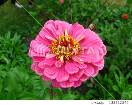 Bold Pink California Giant Zinnia Bold Pink California Giant Zinnia 138212845