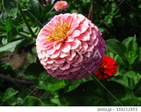Light Pink Lilliput Zinnia Variety Light Pink Lilliput Zinnia Variety 138212851