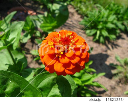 Bright Orange Zinnia Blossom In Early Summer Bright Orange Zinnia Blossom In Early Summer 138212884