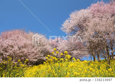 桜と菜の花が満開 桜と菜の花が満開 138213697