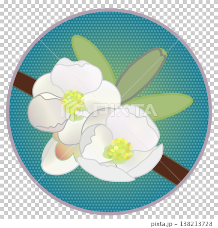 Illustration of white quince flowers with a circular background Illustration of white quince flowers with a circular background 138213728