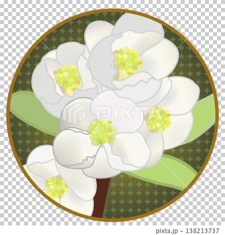 Illustration of white quince flowers with a circular background Illustration of white quince flowers with a circular background 138213737