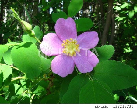 Dappled Sun On A Wild Rose 138213739