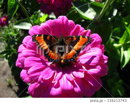 A Milbert's Tortoiseshell Butterfly Rests On A Giant Zinnia A Milbert's Tortoiseshell Butterfly Rests On A Giant Zinnia 138213743