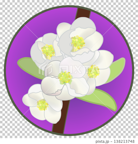 Illustration of white quince flowers with a circular background Illustration of white quince flowers with a circular background 138213748
