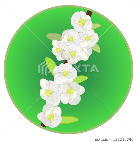 円形背景のついた白いボケの花イラスト 138213749