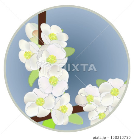 円形背景のついた白いボケの花イラスト 円形背景のついた白いボケの花イラスト 138213750