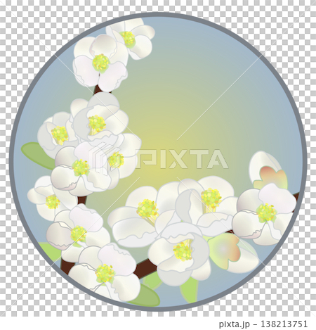 Illustration of white quince flowers with a circular background 138213751