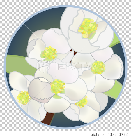 Illustration of white quince flowers with a circular background Illustration of white quince flowers with a circular background 138213752