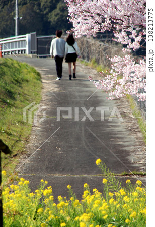 桜と菜の花とカップル 桜と菜の花とカップル 138213775