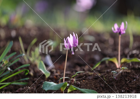 《城山かたくりの里》カタクリの花 138213918