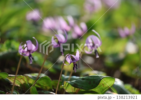 《城山かたくりの里》カタクリの花 《城山かたくりの里》カタクリの花 138213921