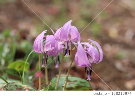 《城山かたくりの里》カタクリの花 《城山かたくりの里》カタクリの花 138213974