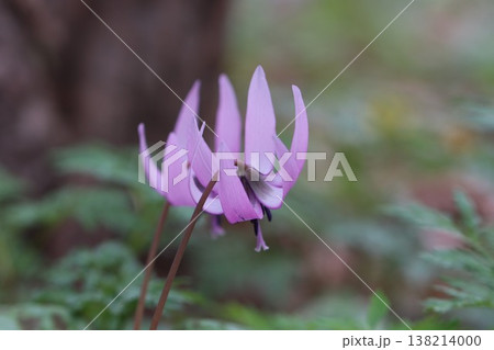 《城山かたくりの里》カタクリの花 《城山かたくりの里》カタクリの花 138214000