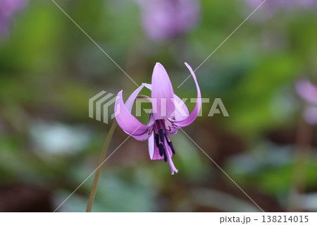 《城山かたくりの里》カタクリの花 《城山かたくりの里》カタクリの花 138214015