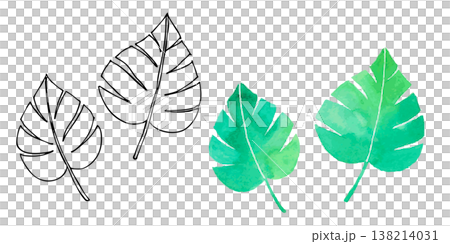 水彩風格的龜背竹葉 - 線條水彩畫集 | 熱帶植物、綠植、植物學 138214031