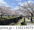川沿いの桜 138214079
