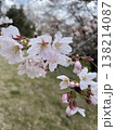 芝と桜 138214087