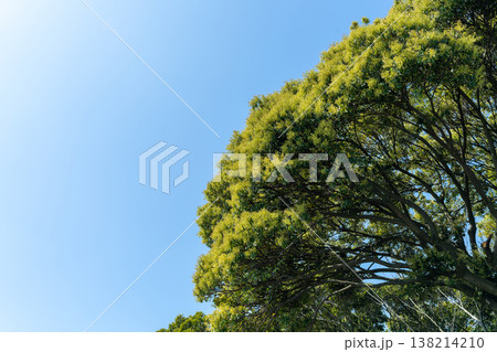 青空に向かって広がる大きな木 青空に向かって広がる大きな木 138214210