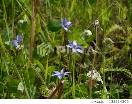 Blue-Eyed Mountain Grass Meadow Blue-Eyed Mountain Grass Meadow 138214306