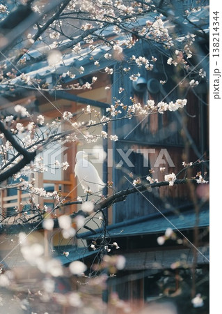 祇園白川の桜と白鷺 138214344