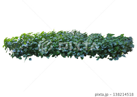 Green hedge, Wild Betel Leafbush or Piper sarmentosum Roxb. Plant 138214518