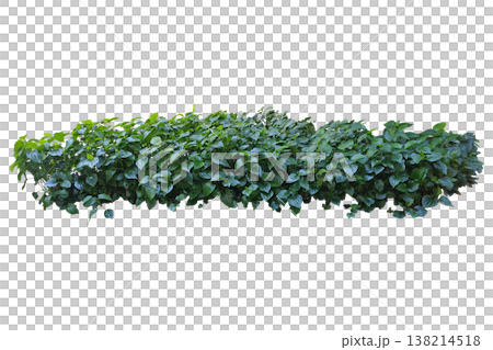 Green hedge, Wild Betel Leafbush or Piper sarmentosum Roxb. Plant 138214518