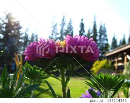 One Big Big Beautiful Garden Aster 138214523